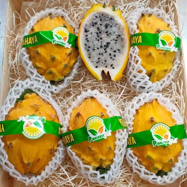 Pitahaya (fruta del dragón)